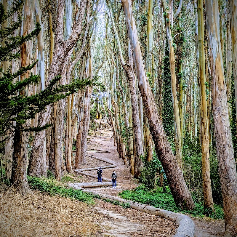 Wood Line, San Francisco