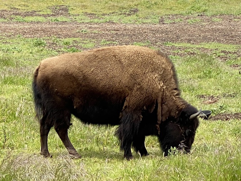 Bison Paddock, San Francisco
