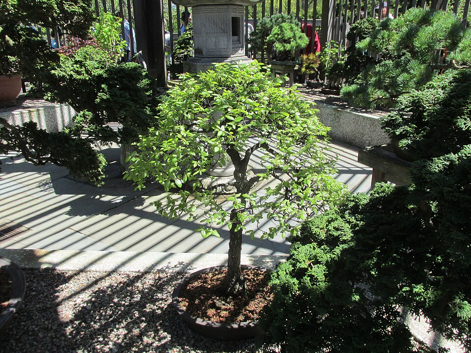 Larz Anderson Bonsai Collection, Boston