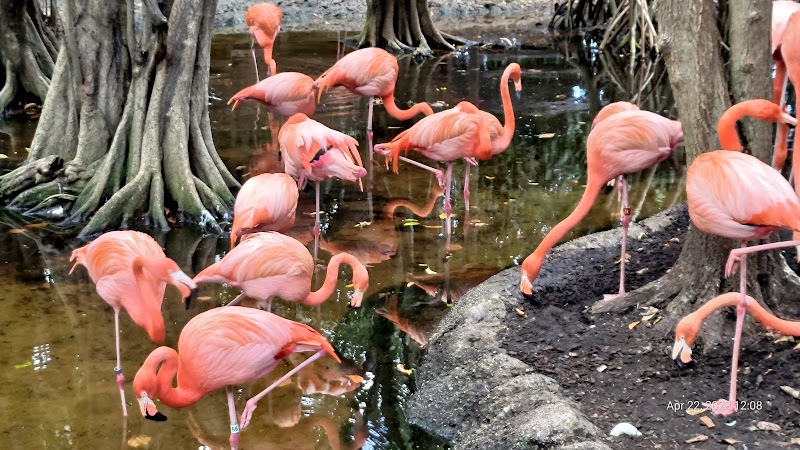 Jungle Island, Miami