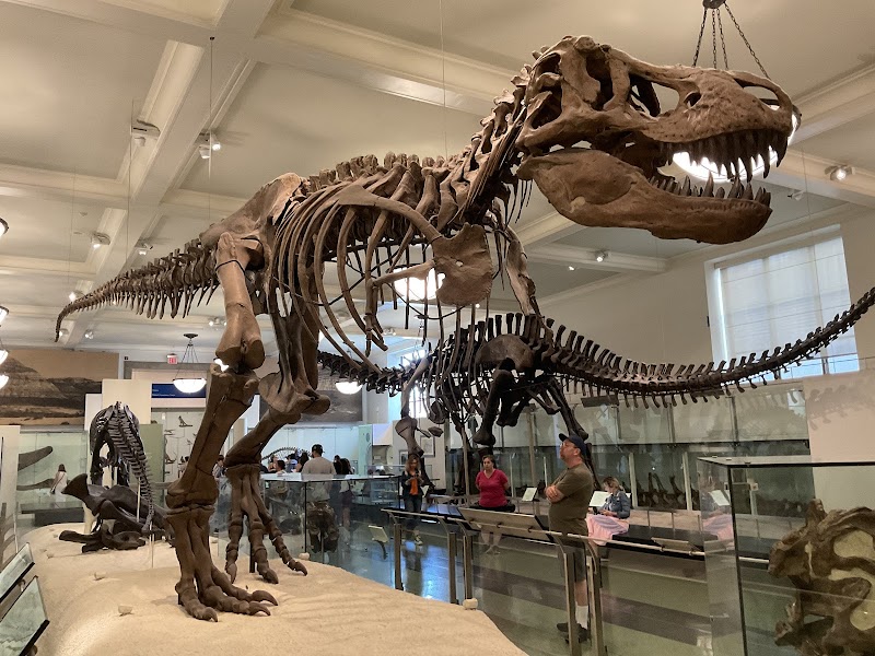 American Museum of Natural History, New York