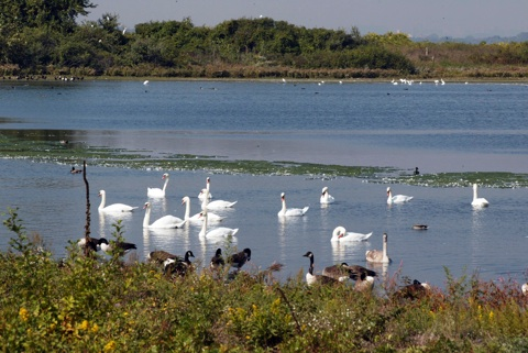 Jamaica Bay Wildlife Refuge, New York
