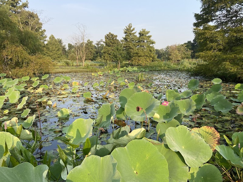 Kenilworth Park and Aquatic Gardens, Washington D.C.