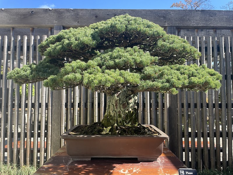 National Bonsai & Penjing Museum, Washington D.C.